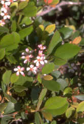 Briarphoto