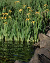 Pebble Creek